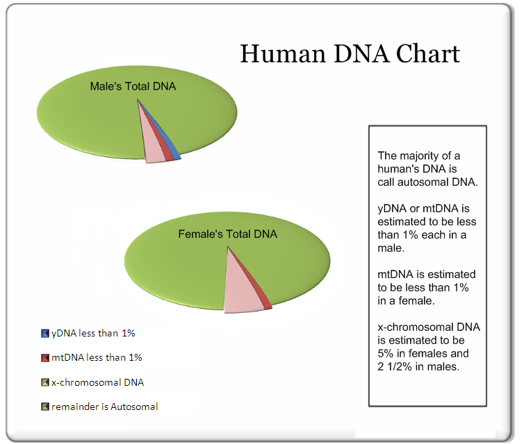 Your Total Dna Makeup Phillips Dna Project