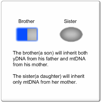 Brother and Sister yDNA and mtDNA