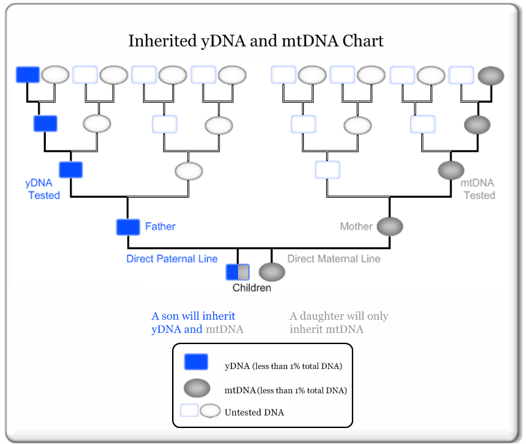 yDNA and mtDNA Ancestry Chart