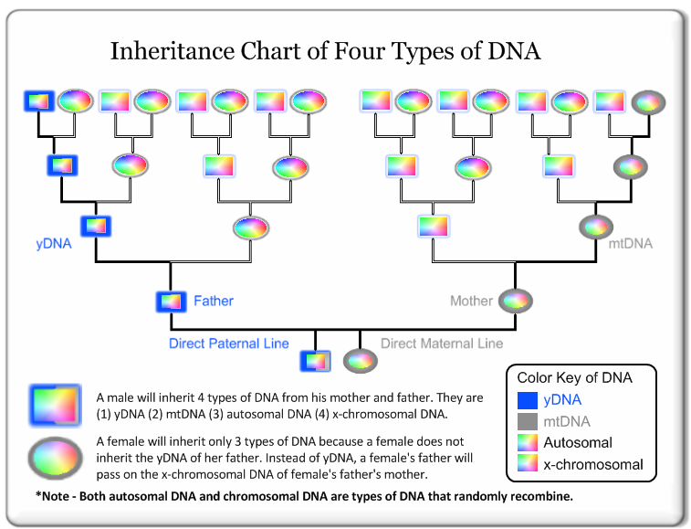 Inheritance Chart of 4 Types of DNA